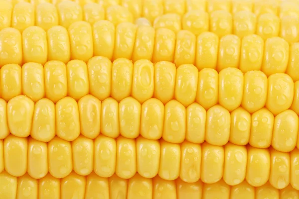 Háttérben a szemes kukorica. — Stock Fotó