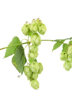 Hop yeşil çiçek şube.