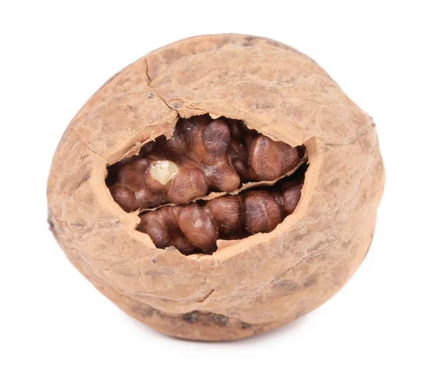 Close up of walnut. — Stock Photo, Image