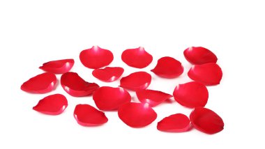 Kırmızı gül yaprakları yakın..