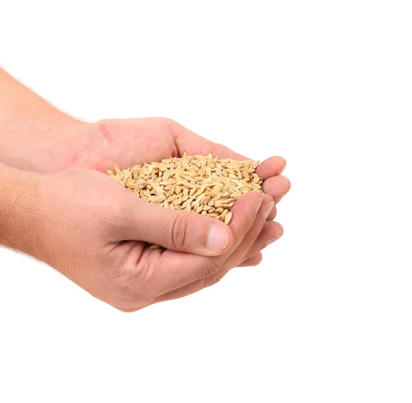 Handful of wheat grain. — Stock Photo, Image
