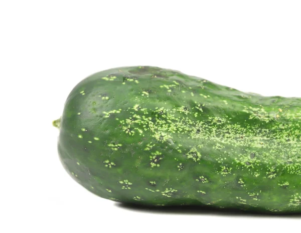 Single green cucumber. — Stock Photo, Image