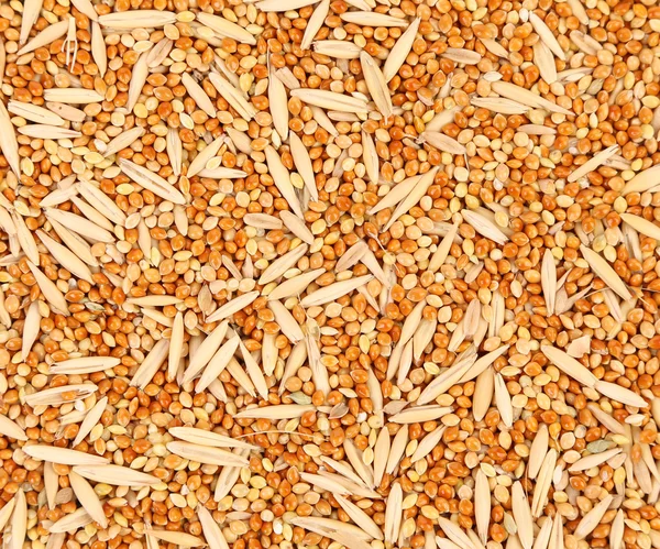 Closeup of wheat grains. Stock Photo