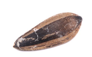 bir ayçiçeği tohumu