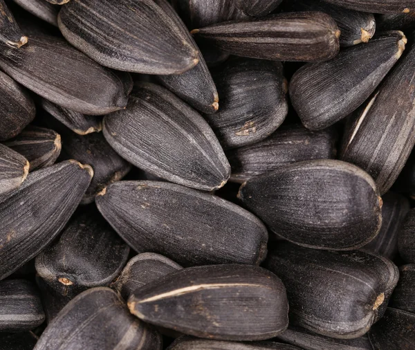 Zonnebloemzaad achtergrond — Stockfoto