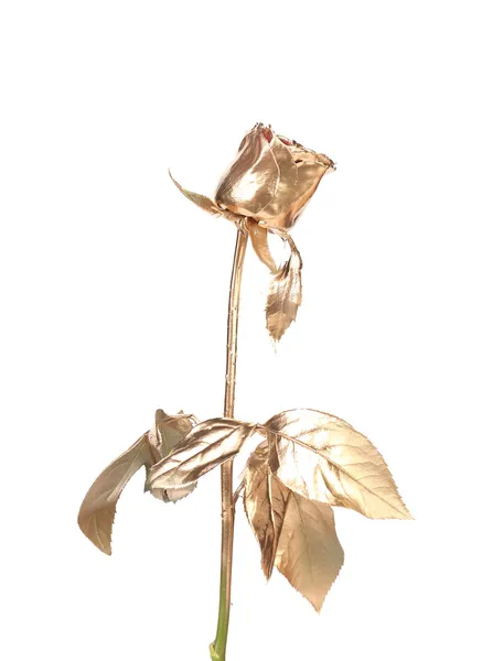 De foto van prachtige gouden roos. — Stockfoto