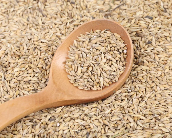 Closeup de grãos de trigo com colher de madeira . — Fotografia de Stock