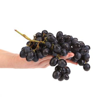 Elindeki siyah olgunlaşmış üzümler Şubesi.
