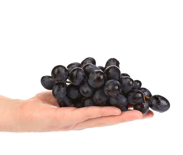 Branch of black ripe grapes on hand. — Stock Photo, Image