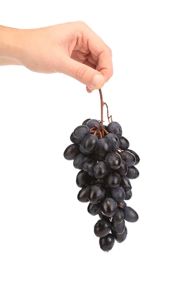 Ramo de uvas maduras negras en mano . — Foto de Stock