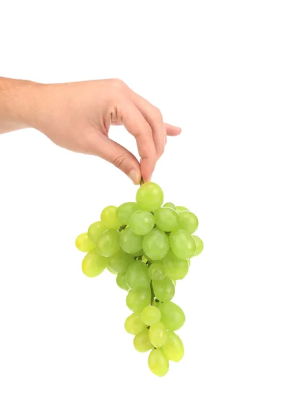 Green ripe grapes in hand. — Stock Photo, Image