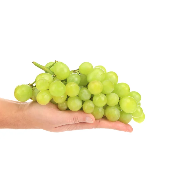 Elinde yeşil olgunlaşmış üzümler. — Stok fotoğraf