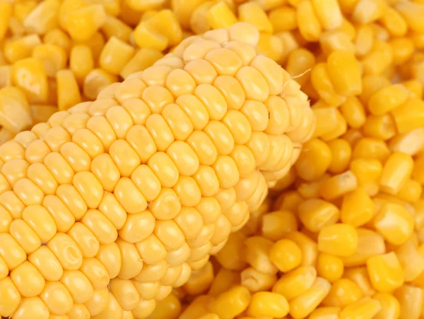 Corncobs and canned corns. — Stock Photo, Image