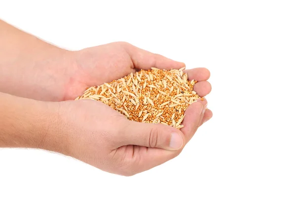 Hand hold birds food. — Stock Photo, Image