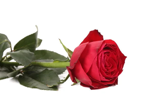 Zblízka červená růže. — Stock fotografie