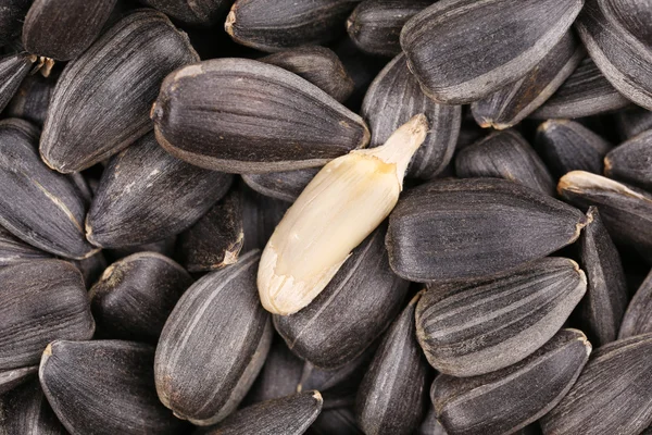 White sinflower seed on black background. — Stock Photo, Image