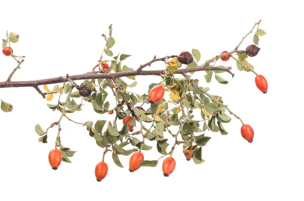 Isolated image of a branch rose hips. — Stock Photo, Image
