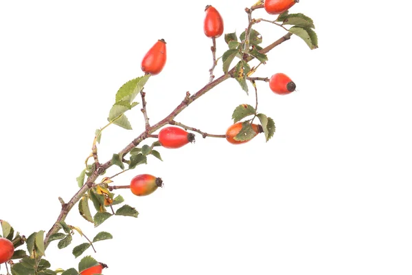 Geïsoleerde beeld van een branch rose heupen. — Stockfoto