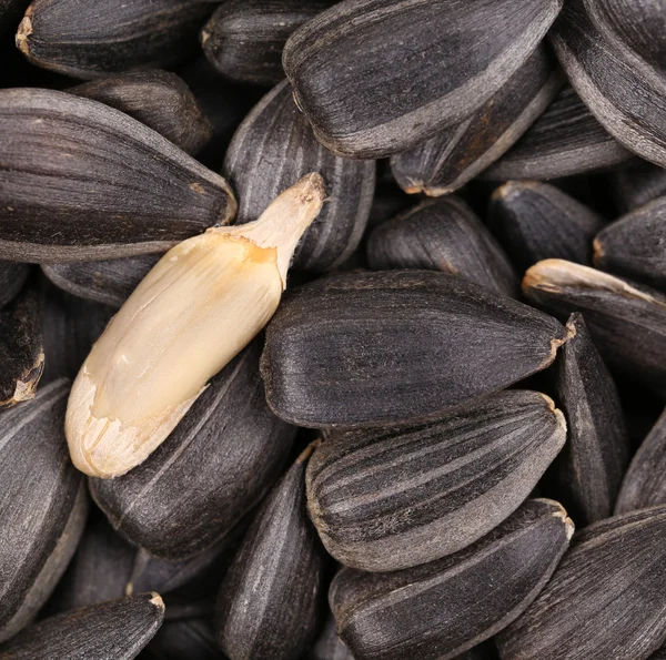 White sinflower seed on black seeds. — Stock Photo, Image