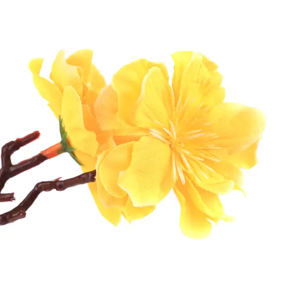 咲く黄色い花の枝. — ストック写真
