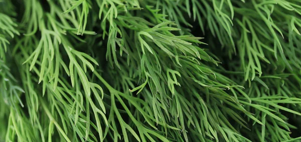 Texture of fresh dill herb close up. — Stock Photo, Image