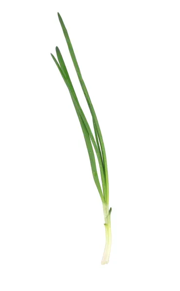 Close up of green onion. — Stock Photo, Image