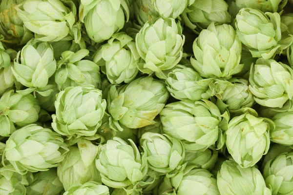 Green hop cones — Stock Photo, Image