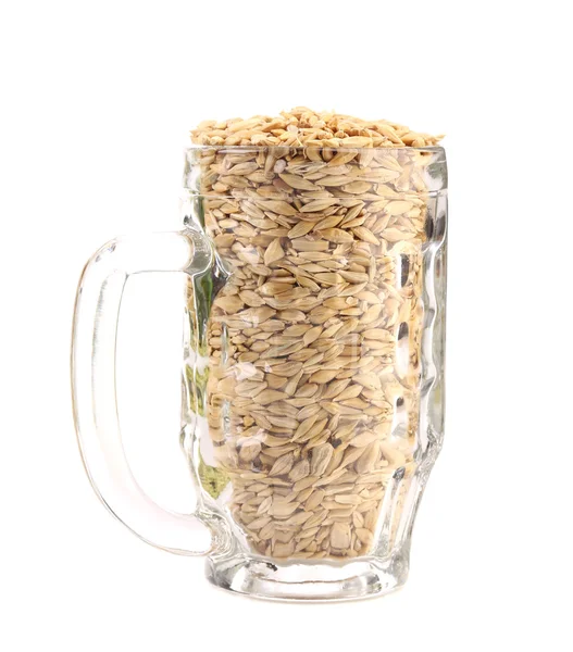 Beer mug with barley — Stock Photo, Image