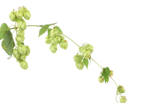 Branch of hop flowers — Stock Photo, Image