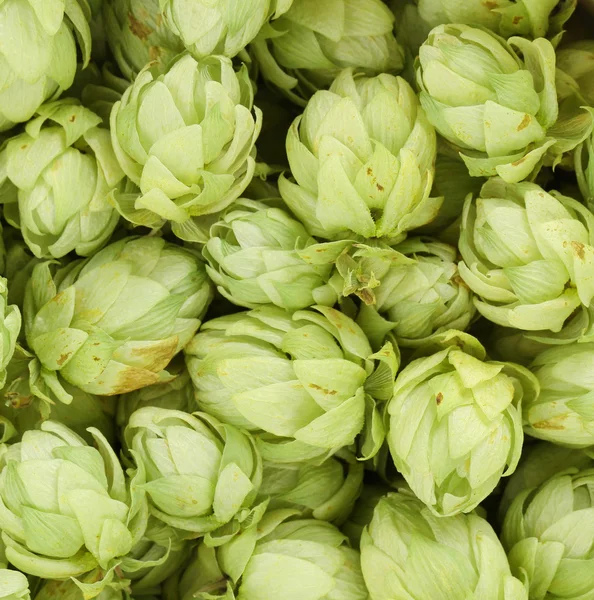 Green hop cones — Stock Photo, Image