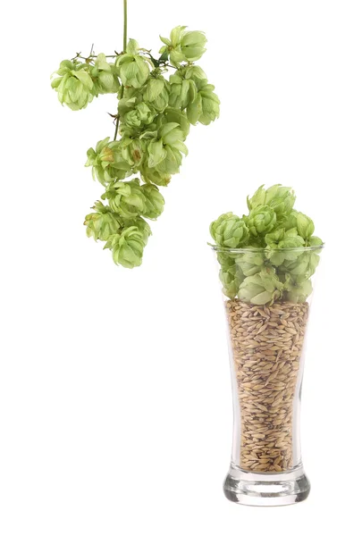 Tall glass full of grains and hop — Stock Photo, Image