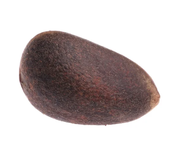 Cedrové ořechy — Stock fotografie