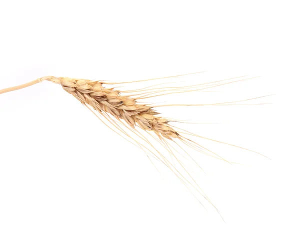 Wheat ear — Stock Photo, Image