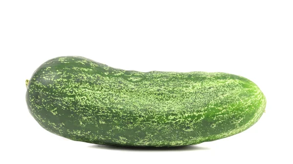 Pepino verde único — Fotografia de Stock