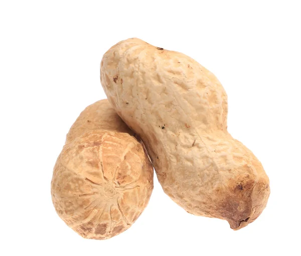 Close up of peanut — Stock Photo, Image