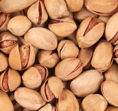 taze Antep fıstığı