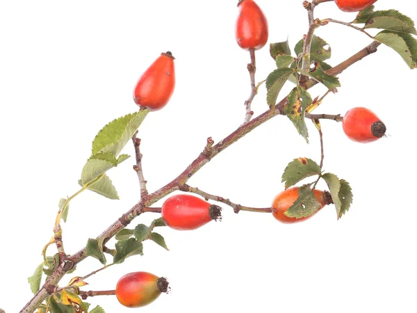 Branch rose hips — Stock Photo, Image