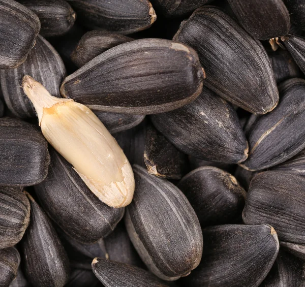 Белое семя на черных семенах — стоковое фото
