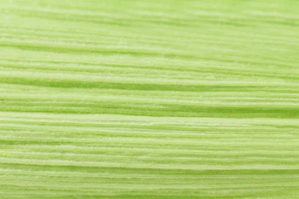 Texture des feuilles de maïs — Photo