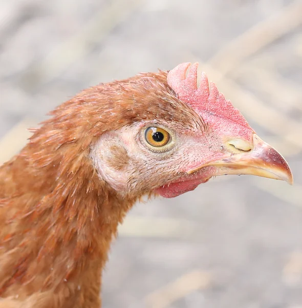 赤鶏の頭 — ストック写真