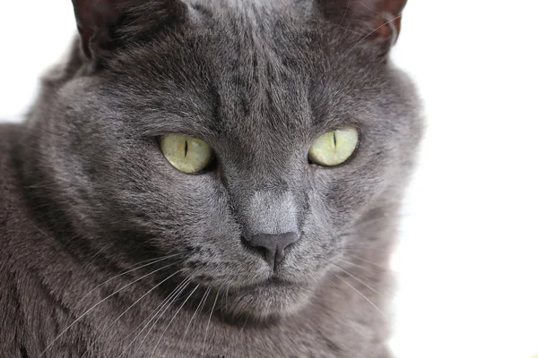 Gato cinza com olhos verdes — Fotografia de Stock