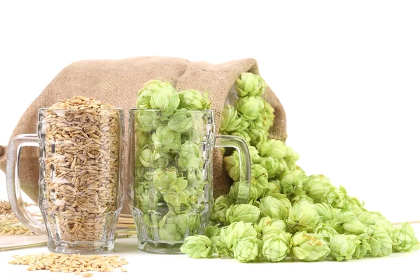 Barley and hop — Stock Photo, Image