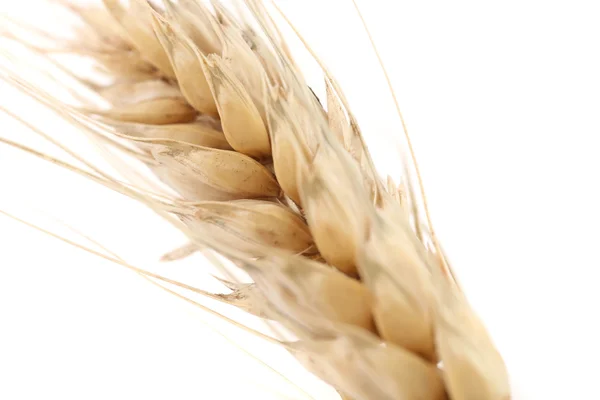 Ear wheat — Stock Photo, Image