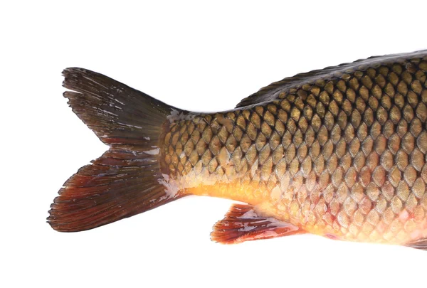 Carp fish tail — Stock Photo, Image