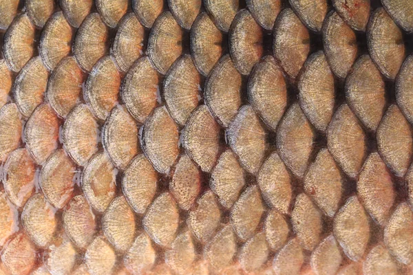 Textura de escamas de peixe — Fotografia de Stock