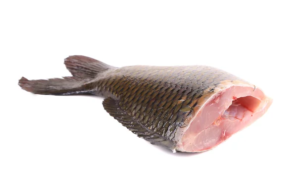 Färska svans av karp fisk — Stockfoto