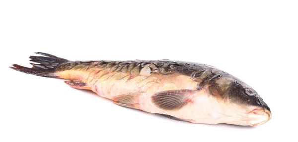 Close up van karper vissen — Stockfoto