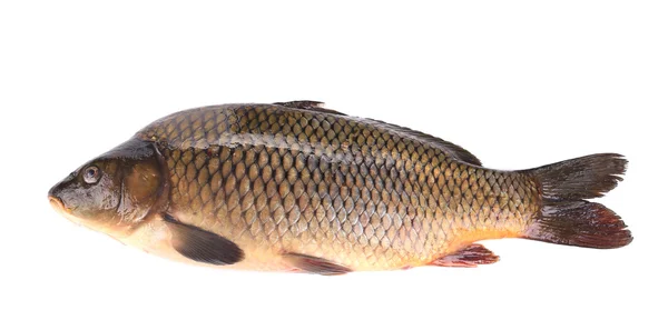 A carp fish közelről — Stock Fotó