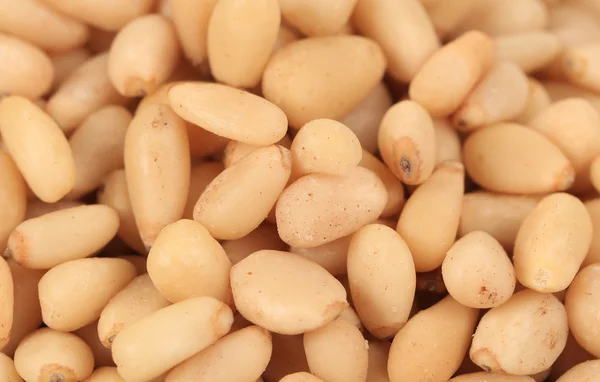 White pine nuts — Stock Photo, Image