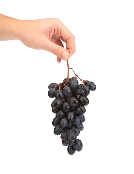 Fekete érett szőlőt kézzel — Stock Fotó